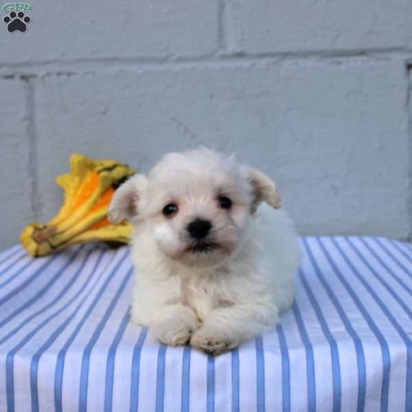 Silas, Maltese Puppy